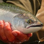 Chili (Rio Petrohue).01Chinook